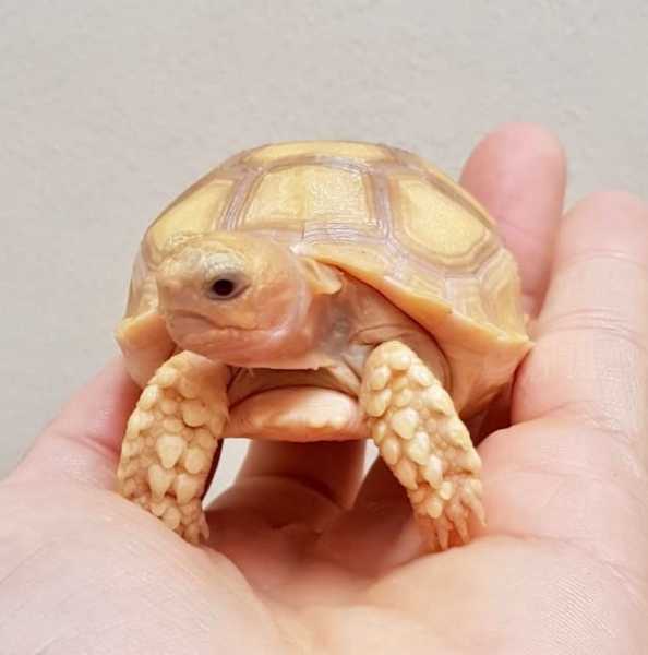 Albino Sulcata Tortoise for sale