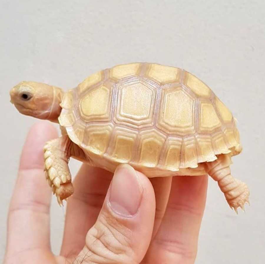 Albino Sulcata Tortoise for sale