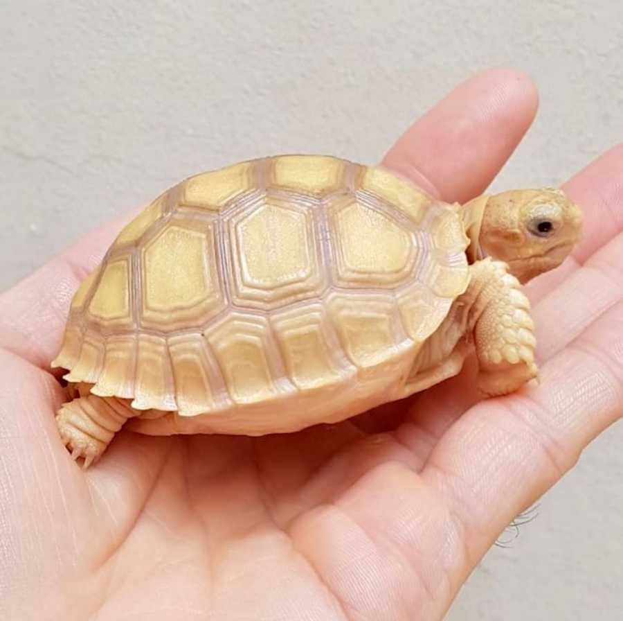 Albino Sulcata Tortoise for sale