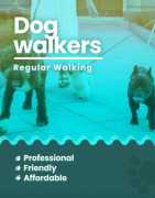 Book Best Dog Walking Service In Bangalore at Affo, Bengaluru