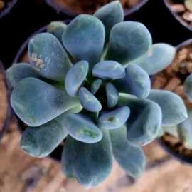 Bulk Succulents plants supplier In India | Nainile, ps 