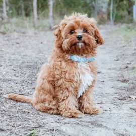 Buy Dog Accessories And Product Online, Noosaville