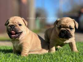 FrenchBulldogs , New York