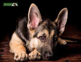 Find Your German Shepherds For Sale In Oregon , Eagle Creek