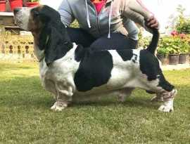 Best Place to Buy Basset Hound in Nagpur, $ 0