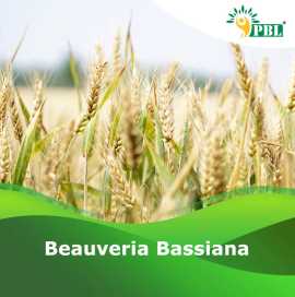 Learn About The Beauveria Bassiana Biological Inse, $ 1,000