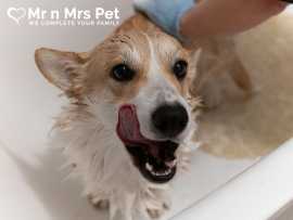 Best Dog Grooming at House in Kanpur, Kanpur