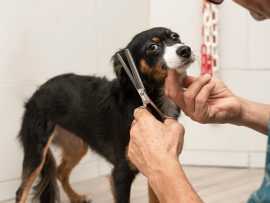 Best Dog Grooming Services in Kanpur, Kanpur