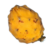 Yellow Palora Dragon Fruit Plants Bulk, $ 575