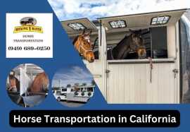 Premier Horse Trucking Companies in California, Joshua Tree