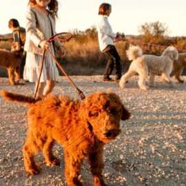 San Diego Goldendoodle, California City