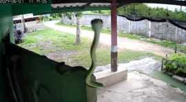 Snake Makes Hilarious First Contact With CCTV Came