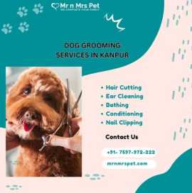  Dog Grooming Services at Home in Kanpur, Kanpur