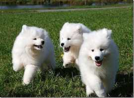 Lovable Purebred Samoyed Puppies, Lockport