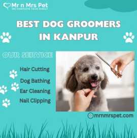 Professional Dog Groomers in Kanpur, Kanpur