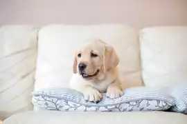 Adorable White Labrador Puppies for Sale, Queen Creek