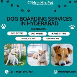 The Best Dog Boarding Services in Hyderabad, Hyderabad
