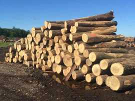 Indonesia Raises Investment to Grow Local Wood, Taby