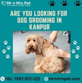 Are you Looking for Dog Grooming at Home in kanpur, Kanpur