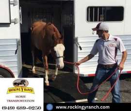 Stress-Free Horse Trailering in California, Joshua Tree