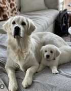 Tennessee Golden Retrievers Puppies , Columbia