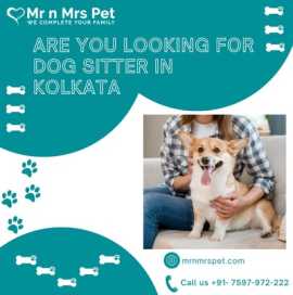 Professional Dog Sitter in Kolkata, Kolkata