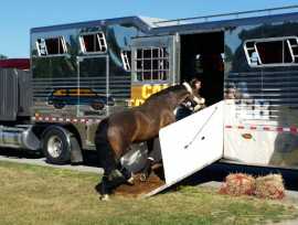 Horse Transportation in California - RockingYRanch, Joshua Tree