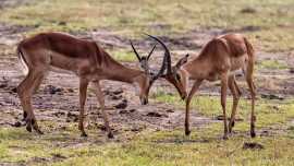 Safari and Beach Holiday in Zanzibar Tanzania