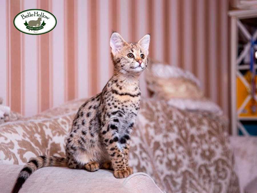 Savannah cat for sale  Savannah kittens for sale - Belle Hollow