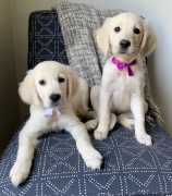 Cream Golden Retrievers in Nashville: Discover Ele, $ 1