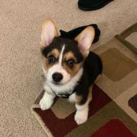 Corgi Puppies for Sale Texas, Austin