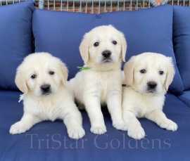 Golden Retrievers Tennessee: Upcoming Puppies &, ps 1