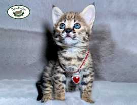 Savannah cat for sale  Savannah kittens for sale - Belle Hollow