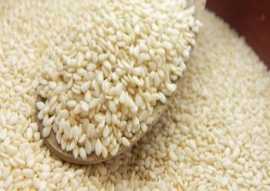 Becoming a Leading Sesame Seed Supplier in Indones, Jakarta